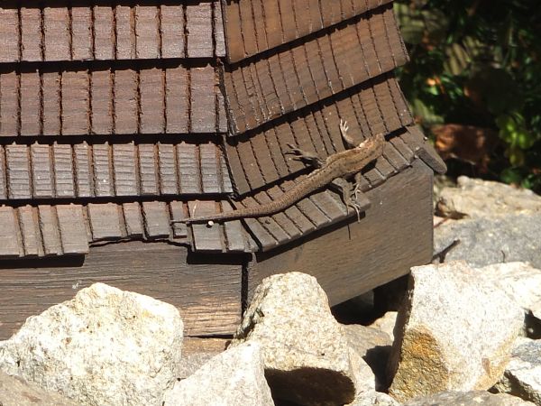 jaszczurki w miniaturach cerkiewek czują się znakomicie
