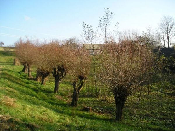 zdjecie Łęki Dolne