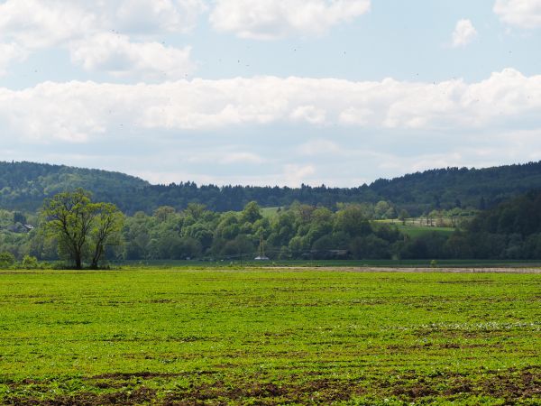 w środku zdjęcia bieleje pylon mostu - kładki wiszącej nad Sanem, polecam też inne zdjęcia tego obiektu - warto !