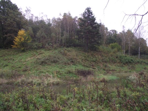 poligon bobrowy - poobgryzane u nasady pnie, kanały, ślizgawki i nory wyraźnie przeważają w krajobrazie kęp - tam o zachowanie ciszy upraszamy - w imieniu własn