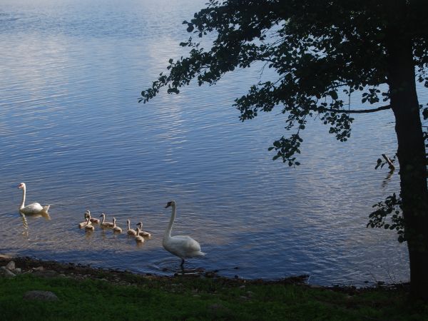 zdjecie Szczybały Orłowskie