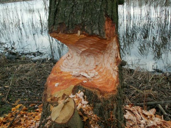 BOBRY NAD PIASECZNEM