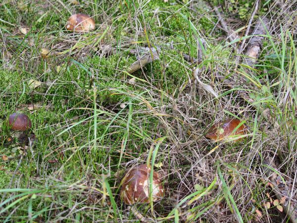 zdjecie Tyniewicze Duże