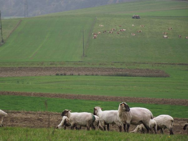 bydło, owce, konie, kozy - to "majątek ruchomy" i miła oku a pewnie i kieszeni: wizytówka Stowarzyszenia Rolników "Ostoja" z siedzibą w Nagórzanach - nam mówion