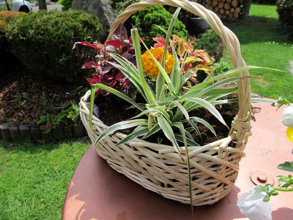 zdjecie Pietrzykowice