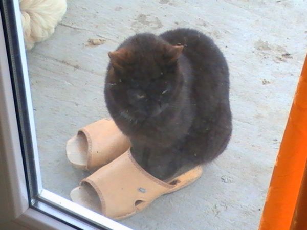 Kot w butach z Bachur