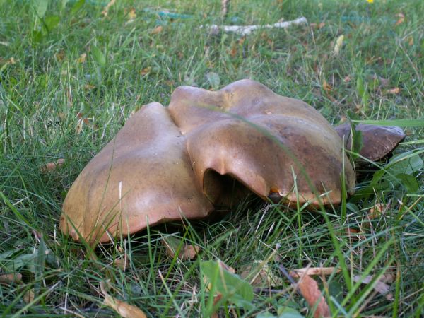 Złączone bliźniaki