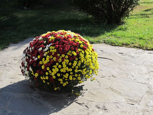 zdjecie Pietrzykowice