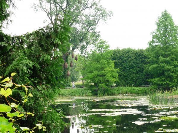 Arboretum i Zakład Fizjografii w Bolestraszycach . Piękny staw.