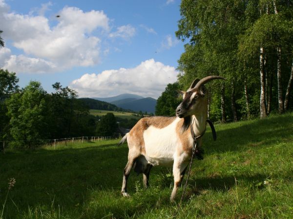 zdjecie Stary Gierałtów