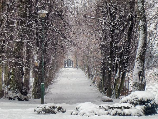 Kraczewice. aleja w parku przy pałacu wybudowanym w latach 1912 - 1914 przez niemiecką rodzinę Gerliczów. Foto. Krzysztof Goleń