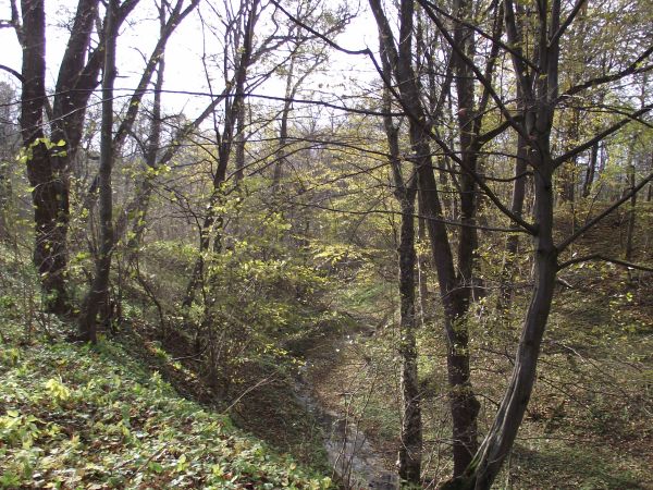 tereny w sąsiedztwie założenia dworsko - parkowego, topografia zróżnicowana tworząca labirynt gór, dolin, wąwozów, rzek i potoków oraz lasów.