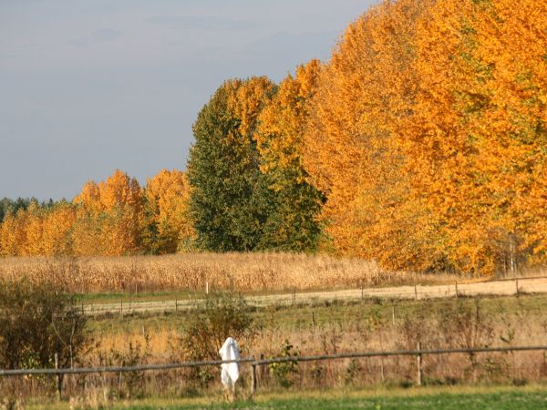 Jesienne  przebarwienia-,,kameneczyna,,