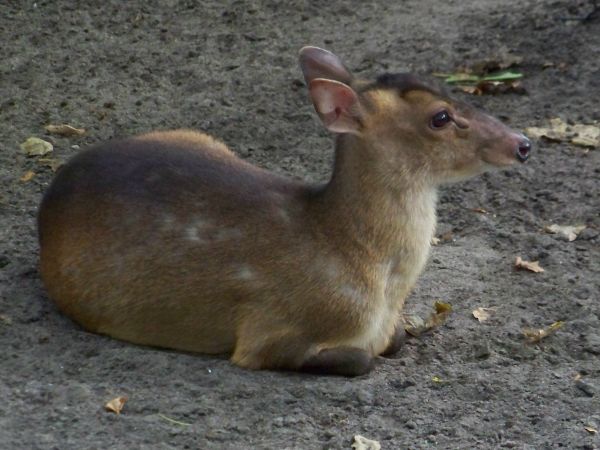 Egzotyczne zwierzątko