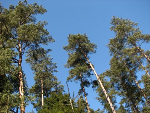 No cóż... piękno i wolność...