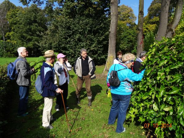 w dworskim parku - podziwiamy miłorząb japoński, który jest jedynym gatunkiem na świecie należącym do nagonasiennych, a będącym drzewem liściastym.
