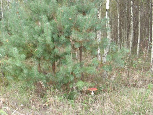 zdjecie Piłatowszczyzna