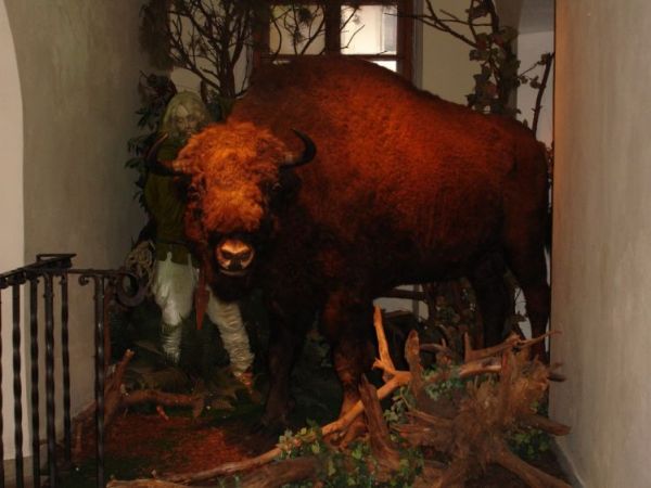 zdjecie Niepołomice