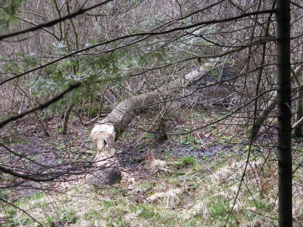 coś - ktoś tu był ! pozować wprawdzie nie zamierzał - ale ? tam mu wszystko wolno, bo to rezerwat przyrody, czasami w konflikt z otoczeniem / sąsiedztwem popada