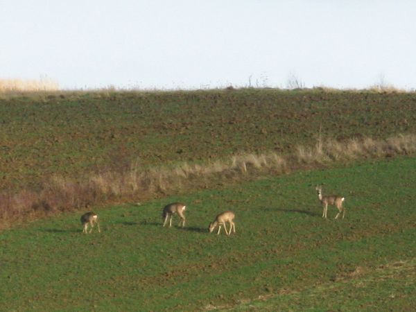 sarna - siuta - koza , ich samiec to kozioł, ich nogi to cewki i badyle - zalesione wzgórze Patryja - 541m npm - może być ostoją - koczowiskiem dla stada saren,
