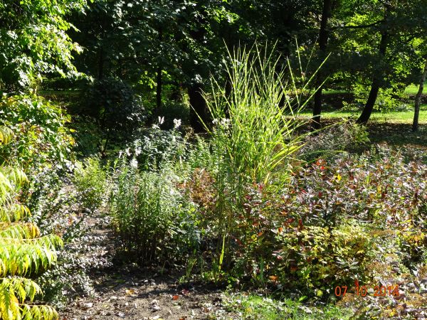 tu nic nie jest przypadkowego - właściciel "monitoruje", przesadza, rozmnaża, nasadza - może w tym chaos? - ale okiełznany - w parku na "Chmurówkach".