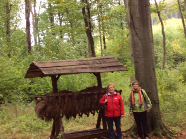 przy paśniku - w lesie po lewej z Przełęczy "Nowiny".