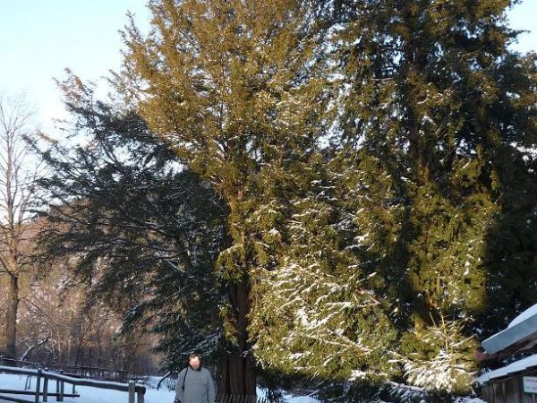 Autor przy Cisach Raciborskiego.