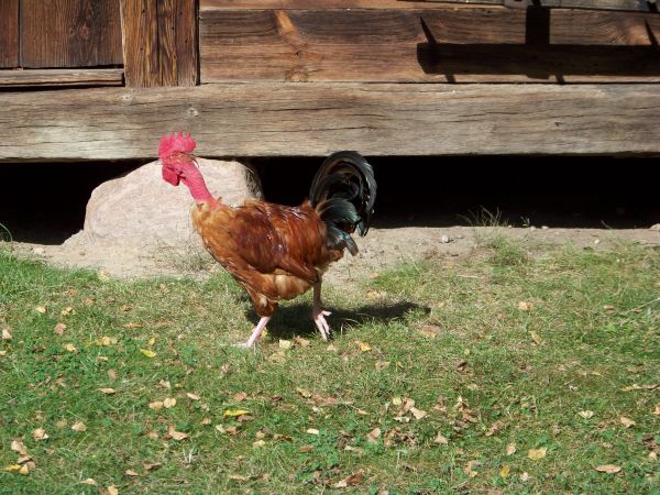 Podskubany kogut?? A może taka rasa?