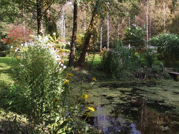 linia brzegowa stawu - ukwiecona z przewagą na aster angielski no a na tafli wód: grążele, lilie wodne, grzybienie i nenufary - no i zachwytów wiele !