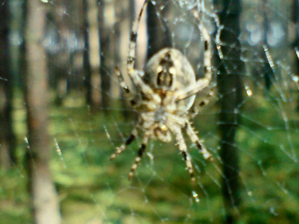 Pająki w lasach spalskich czekają byś je z fotografował.