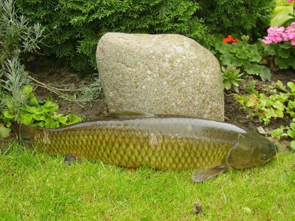 Amur złowiony w jeziorze w Salnie.