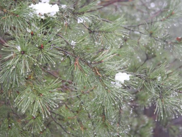 To juz zapowiedz wiosny