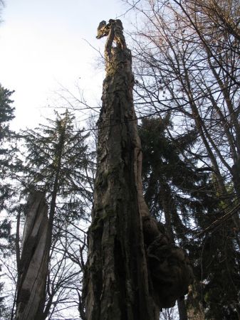 zdjecie Białowieża