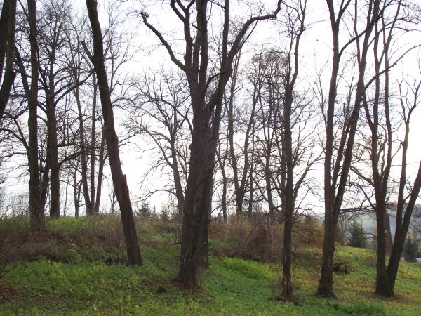 w wieńcu parkowych drzew - na wzgórku: altana / pergola była, a z niej panorama na Beskid Leski i Dolinę Sanu.
