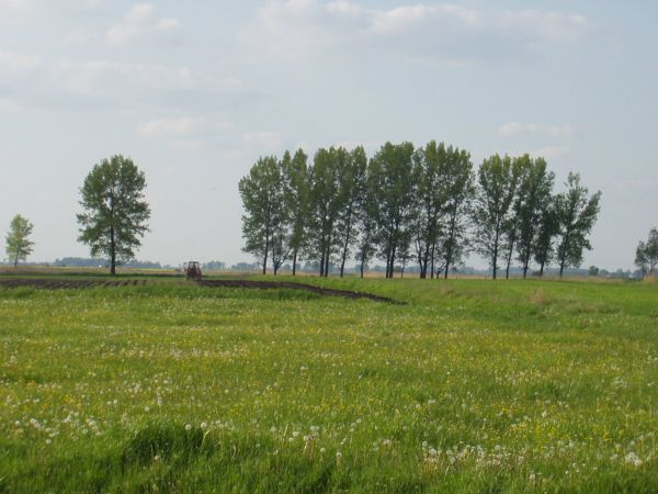 Sadzę ziemniaki dla siebie i dzików