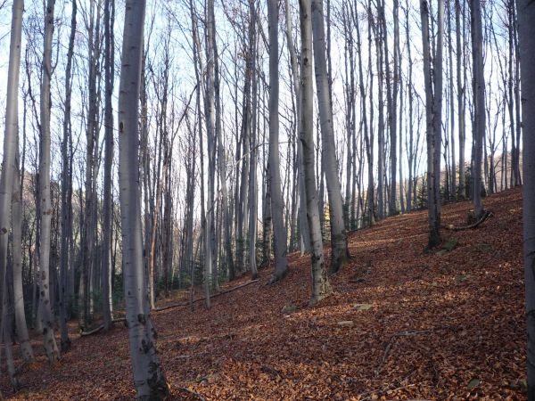 Buczyna karpacka w Rezerwacie "Las Gościbia"
