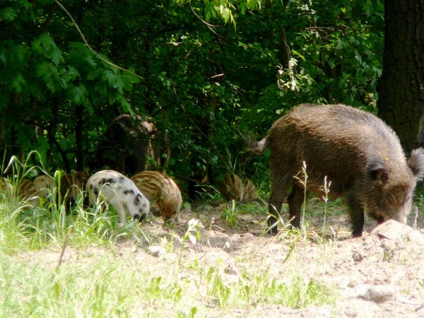 STADO DZIKÓW W BIAŁOŁĘCE