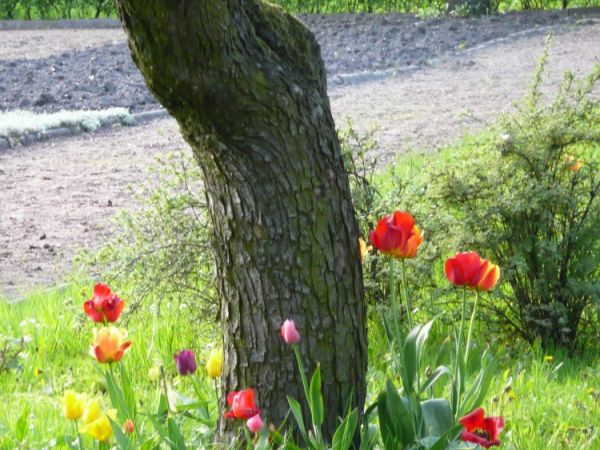 Zabrze - ogród botaniczny