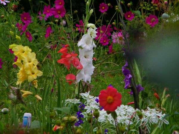 bukiet kwiatów  starsza fotka