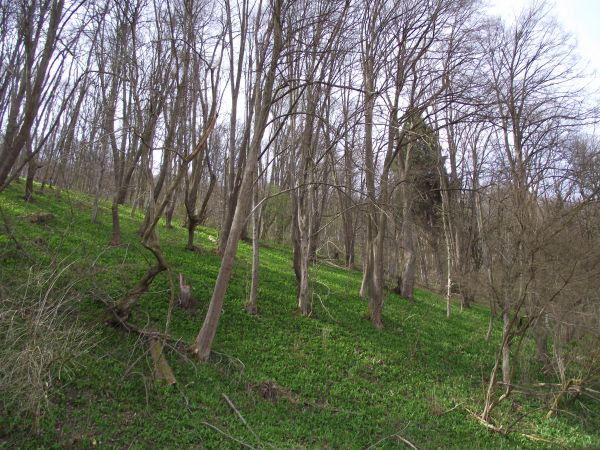 czosnek niedźwiedzi - pachnie intensywnie po przekwitnieniu, jadalne są młode liście przed kwitnieniem - drobno posiekane można dodawać do sałatek, zup,  sosów