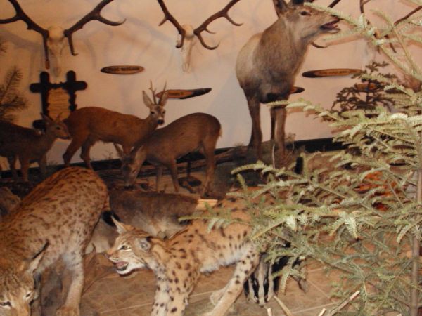 eksponaty wystawiennicze: Muzeum Przyrodniczo - Łowieckie "Knieja". Tu okazy od małych ssaków i drobnych ptaków śpiewających ale też jelenie szlachetne a także