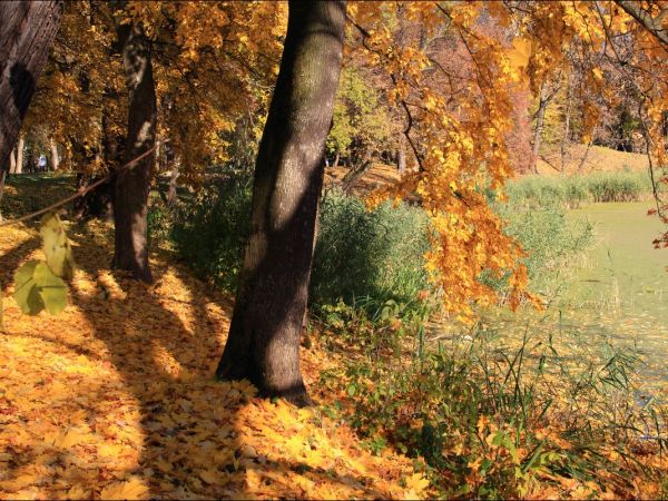 Park w Medyce − pochodzący z drugiej połowy XVI wieku (z reliktami z XIV i XVI wieku).