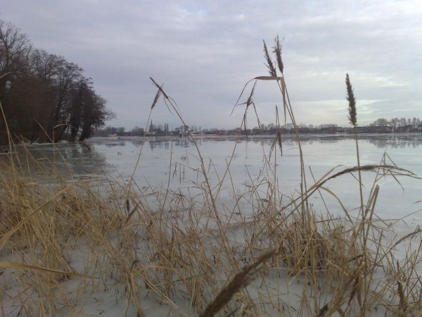 Widok z brzegu Gołanic na Krzycko Małe