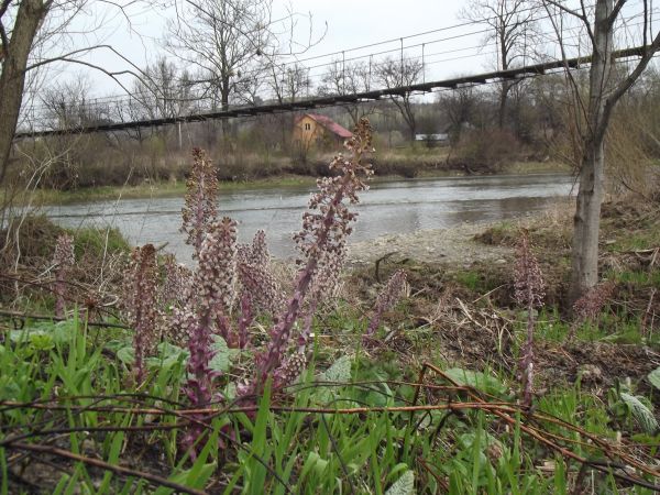 lepiężniki różowe - wykwitają wprost spod ziemi różowawe lub brudno - purpurowe koszyczki, pasożyt - rozwija się na kilkuletnim rozwoju kłącza podziemnego na ba