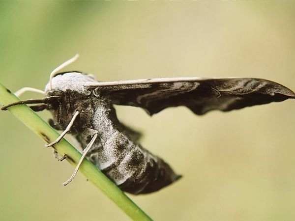 Nastrosz - Nowosiółki - Fauna