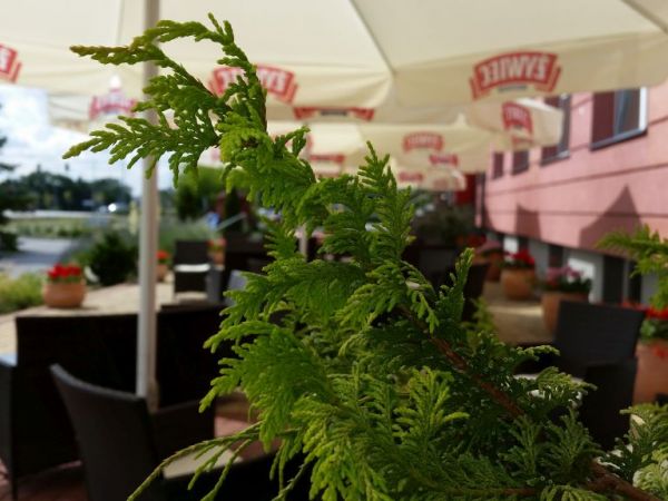 zdjecie Pruszcz Gdański