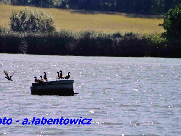 PTACTWO WODNE NA ZBIORNIKU