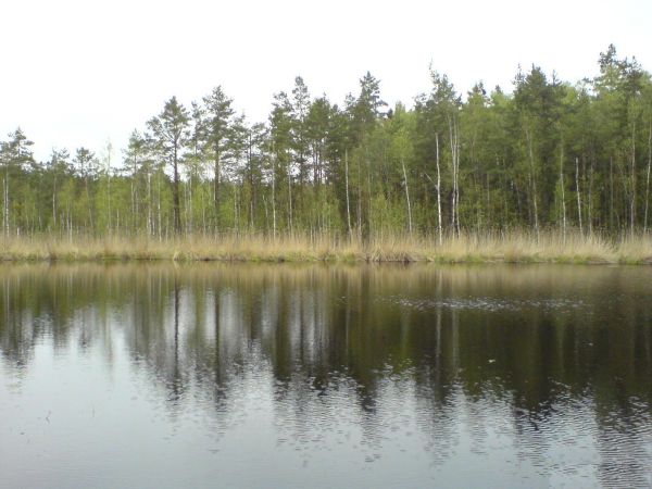 Jezioro Pijackie za Jeziorem Małym- Leśnym, połączone rowami z  Rzeką Pasłęką.