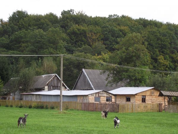 sielskie trochę, chutor /futor/  - jakby, niemalże...zagroda na łące lub pośród lasu, w pewnym oddaleniu od wioski,  /do galerii m. Łukowe - zapraszam/.