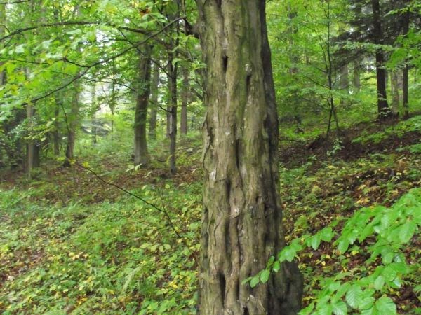 ktoś mi mówił /z grupy/, że to wiąz - a może nawet: brzost - a może nie ? urody pełny, egzotyczny jakby, może ma rodowód miejscowy / rodzimy  - a może "światowy